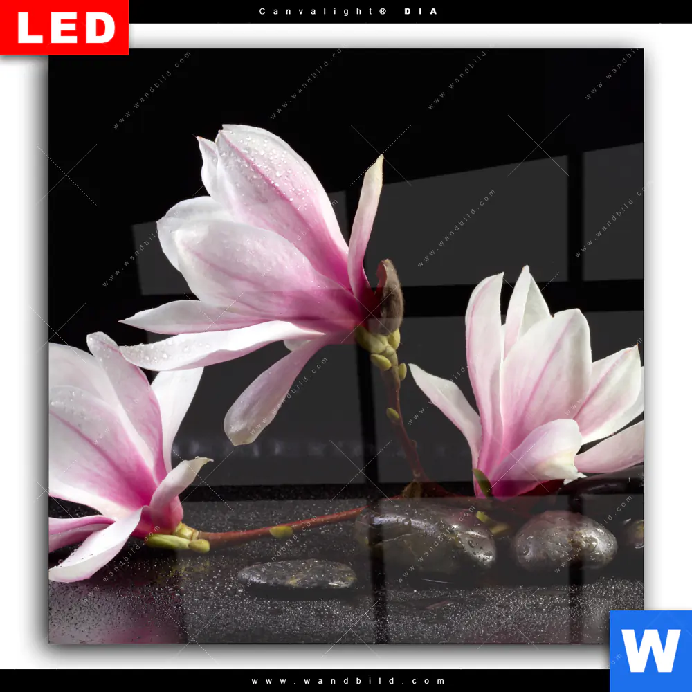Wechselmotiv Acrylglas Canvalight® DIA | Magnolien & Zen Steine | Quadrat - Image 2