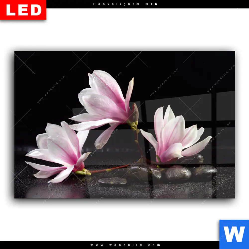 Wechselmotiv Acrylglas Canvalight® DIA | Magnolien & Zen Steine | Querformat - Image 2