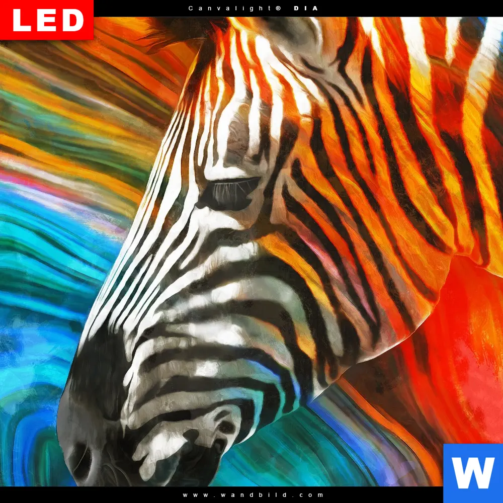 Wechselmotiv Acrylglas Canvalight® DIA | Modernes Buntes Zebra | Quadrat - Image 4