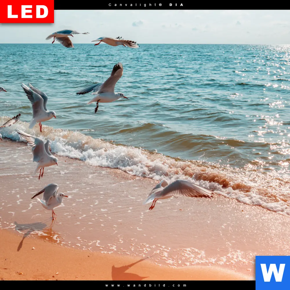Wechselmotiv Acrylglas Canvalight® DIA | Möwen am Strand | Querformat - Image 4