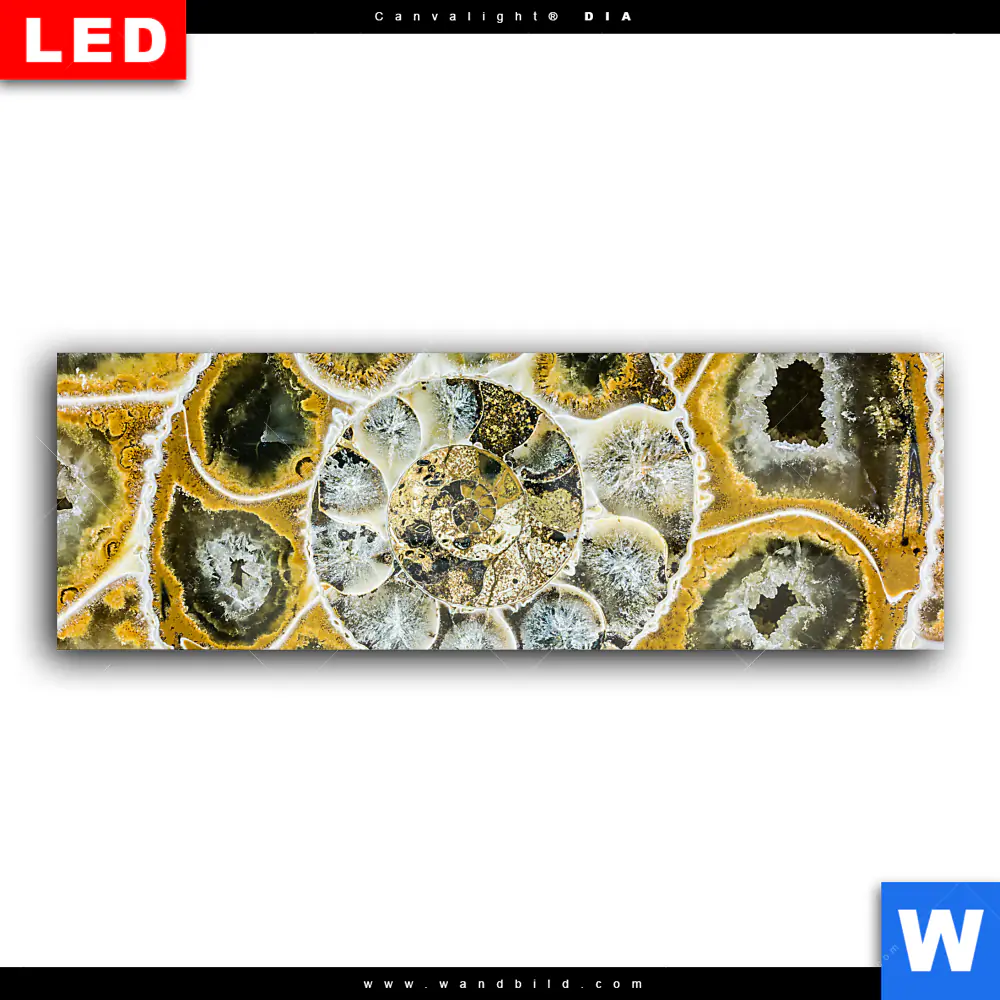 Wechselmotiv Acrylglas Canvalight® DIA | Muschel Fossil No. 1 | Panorama - Image 2