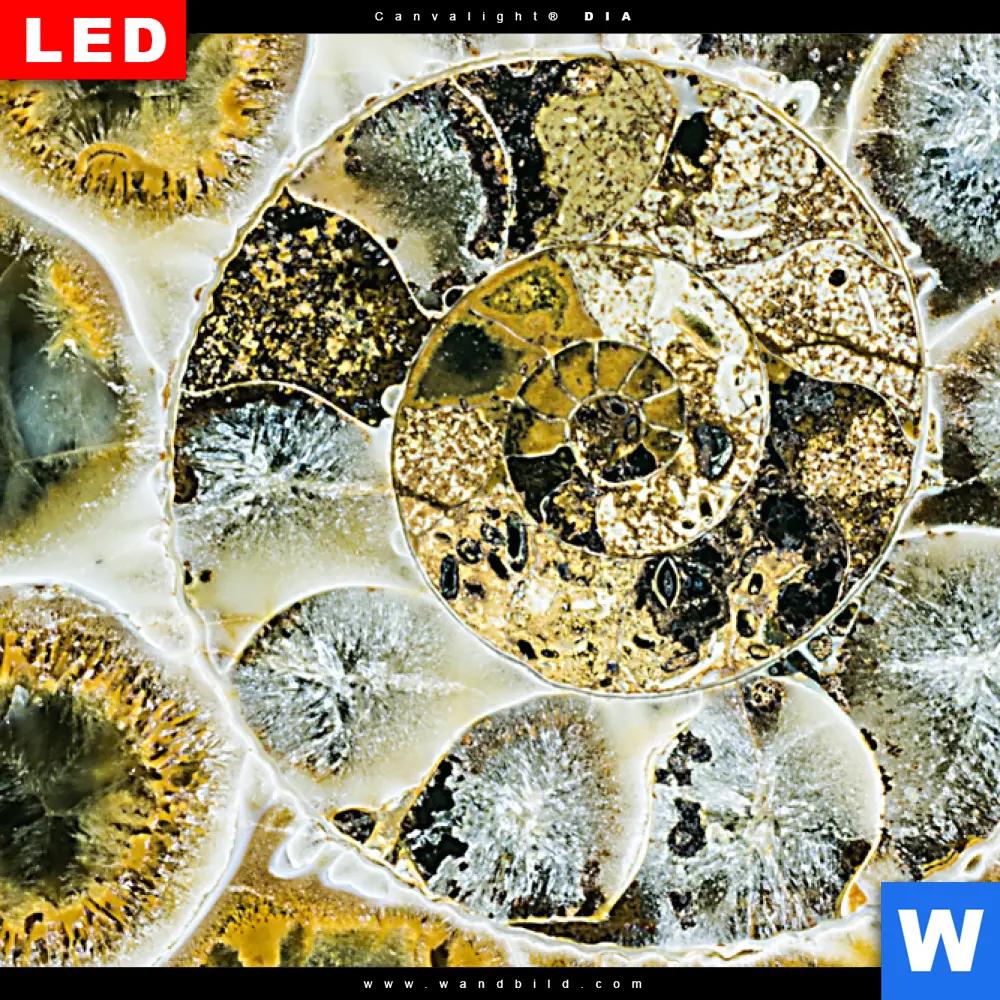 Wechselmotiv Acrylglas Canvalight® DIA | Muschel Fossil No. 1 | Panorama - Image 4