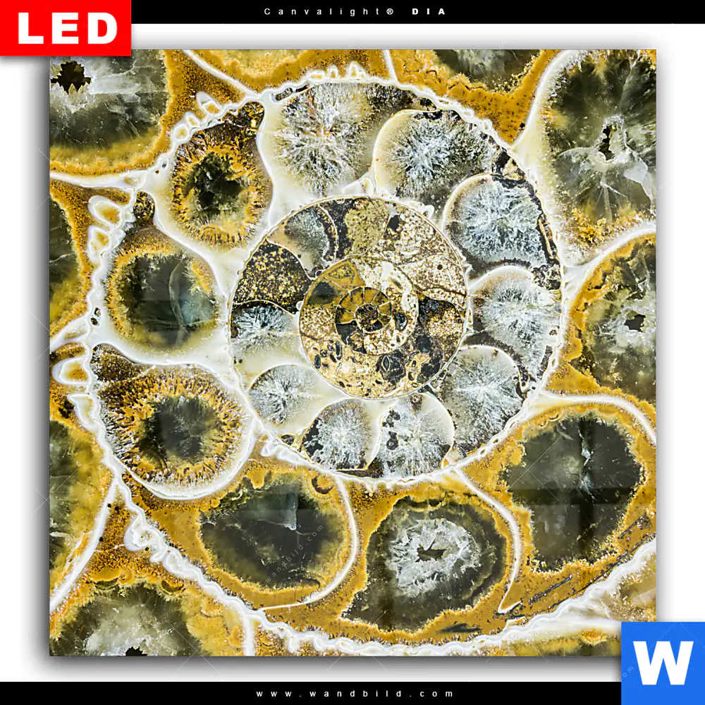 Wechselmotiv Acrylglas Canvalight® DIA | Muschel Fossil No. 1 | Quadrat - Image 2
