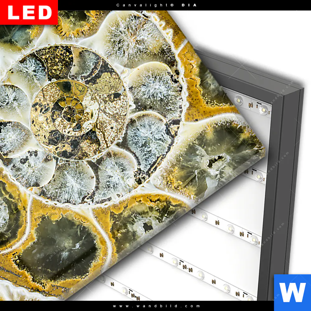Wechselmotiv Acrylglas Canvalight® DIA | Muschel Fossil No. 1 | Quadrat - Image 3