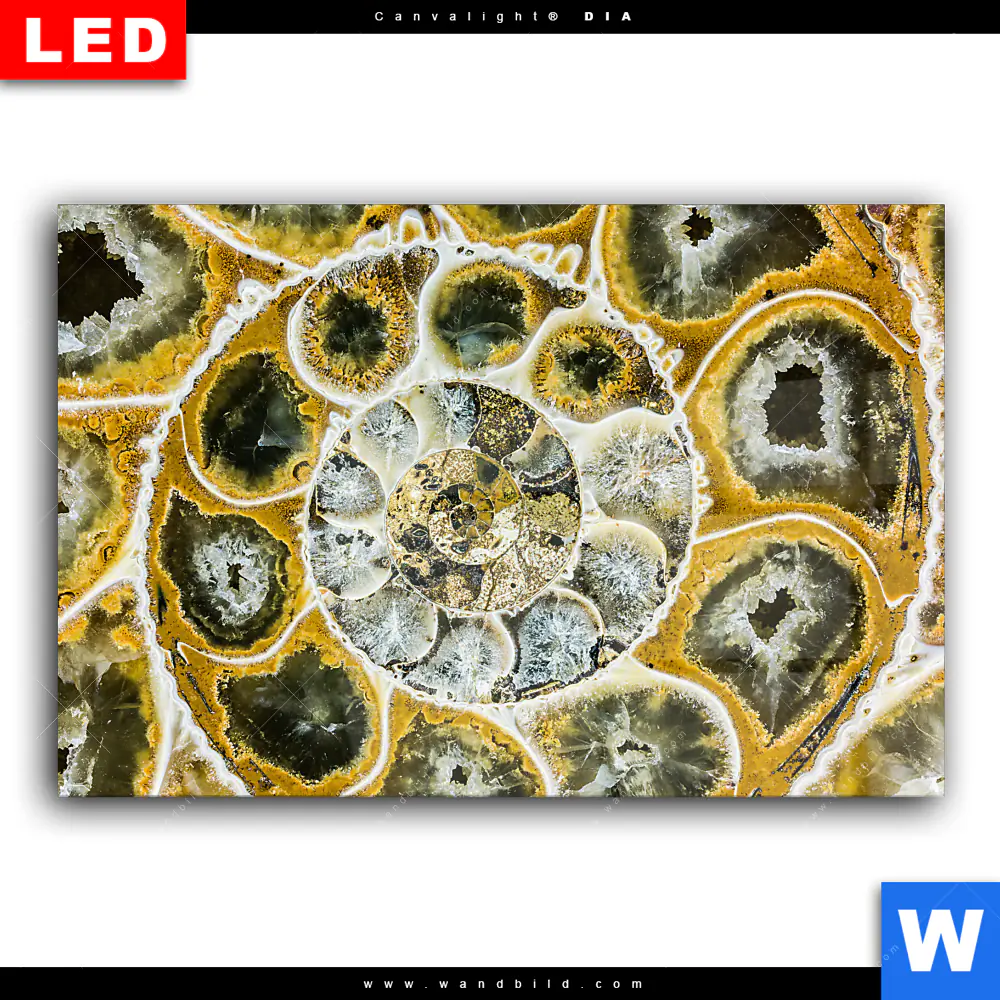 Wechselmotiv Acrylglas Canvalight® DIA | Muschel Fossil No. 1 | Querformat - Image 2
