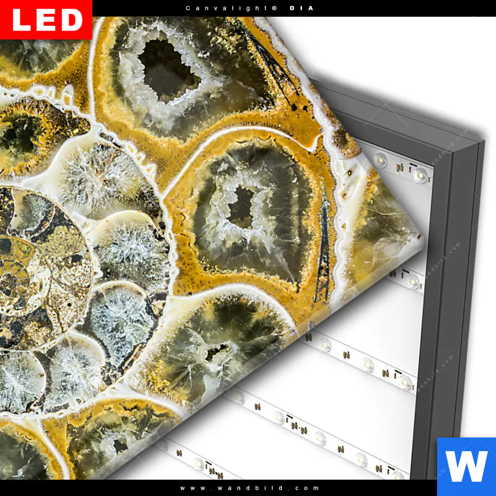 Wechselmotiv Acrylglas Canvalight® DIA | Muschel Fossil No. 1 | Querformat - Image 3