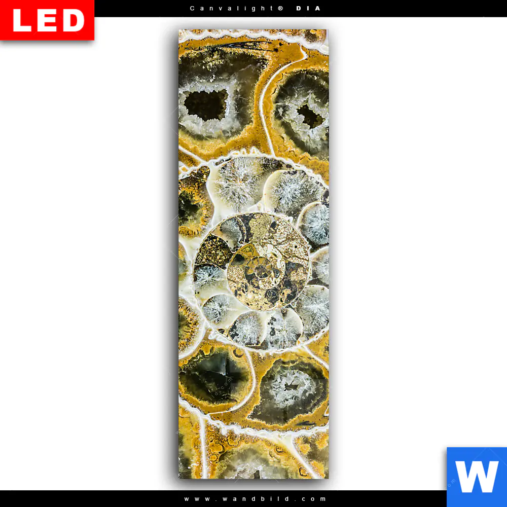 Wechselmotiv Acrylglas Canvalight® DIA | Muschel Fossil No. 1 | Schmal - Image 2