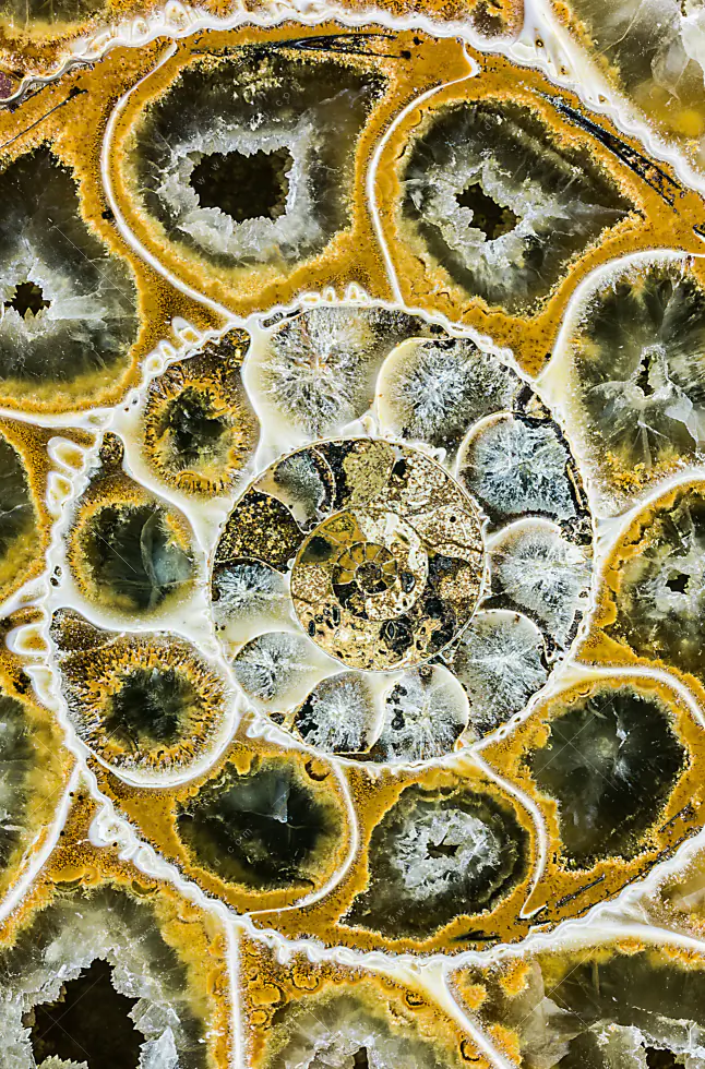 Wechselmotiv Acrylglas Canvalight® DIA | Muschel Fossil No. 1 | Schmal - Image 5