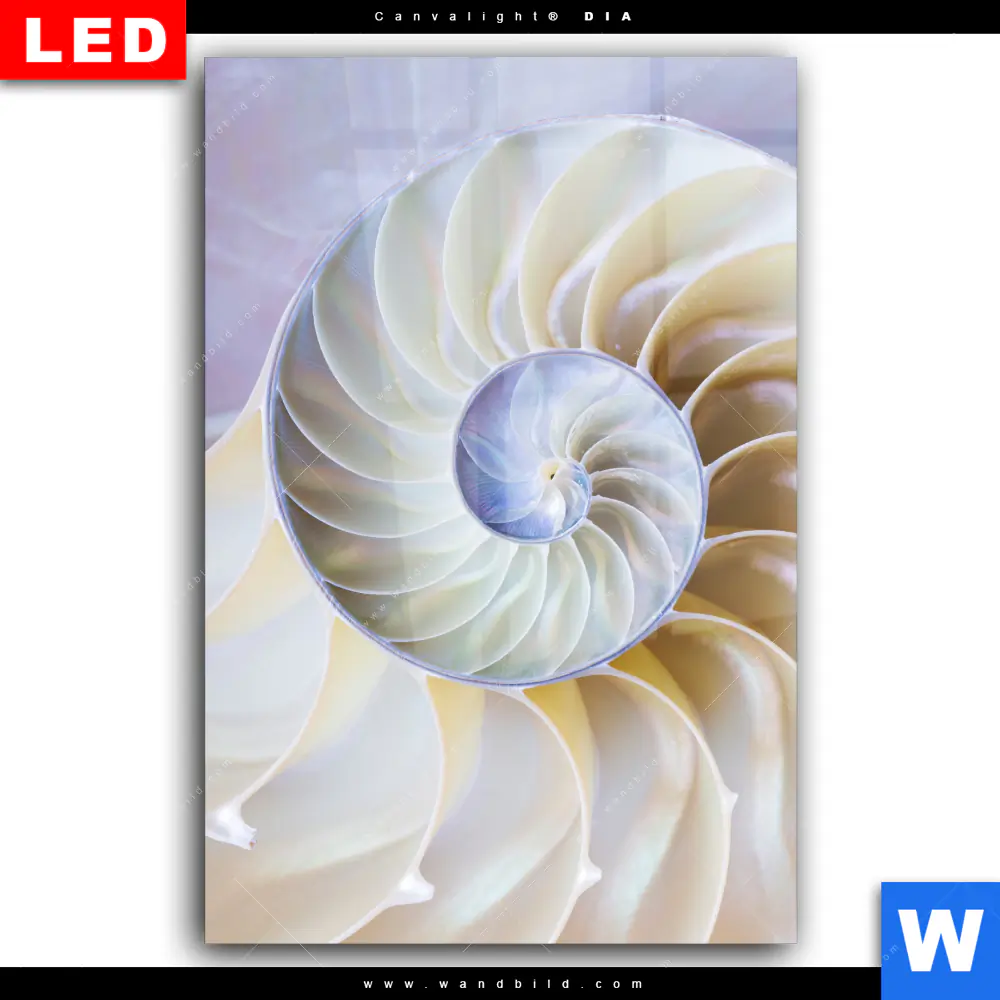 Wechselmotiv Acrylglas Canvalight® DIA | Muschel Fossil No. 2 | Hochformat - Image 2