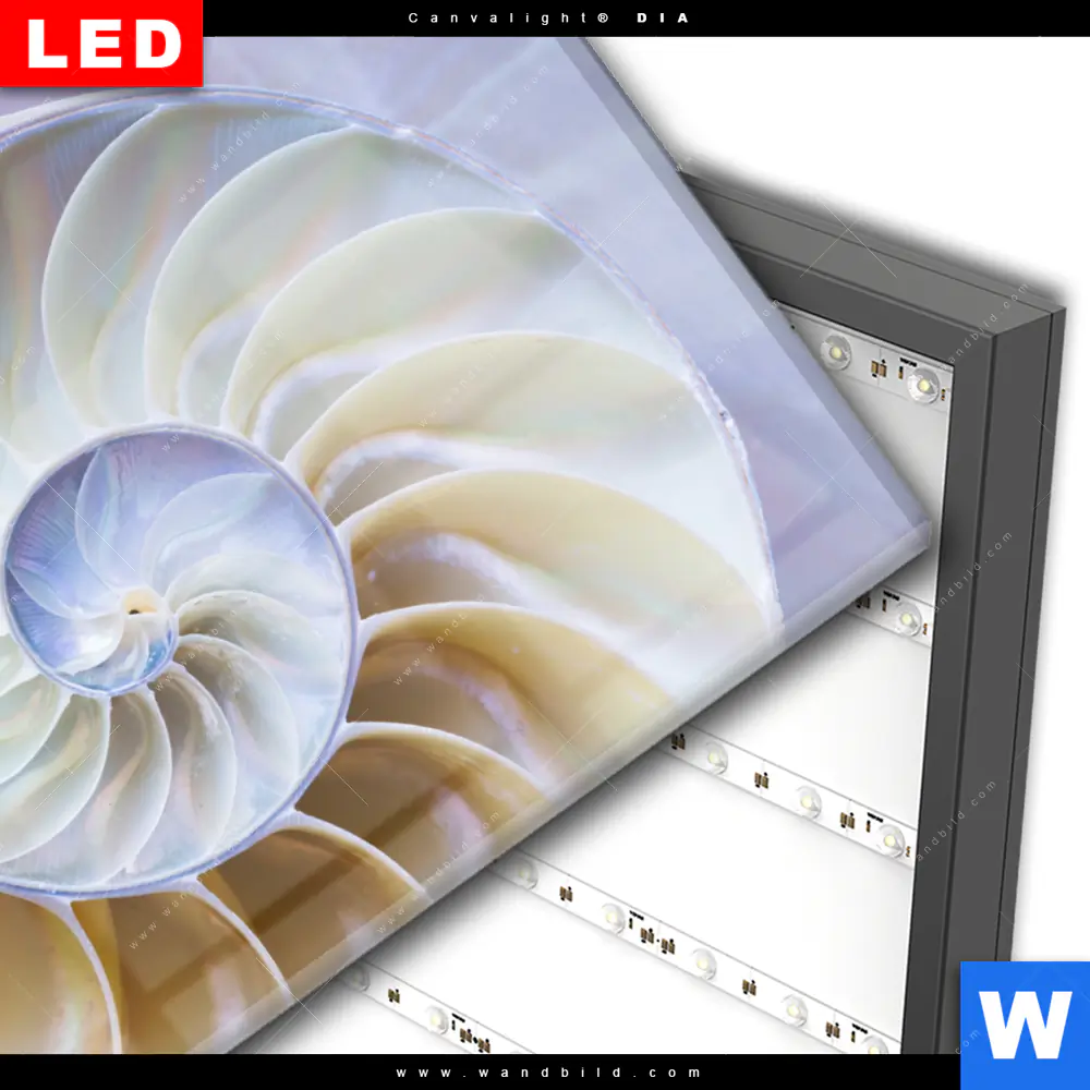 Wechselmotiv Acrylglas Canvalight® DIA | Muschel Fossil No. 2 | Hochformat - Image 3