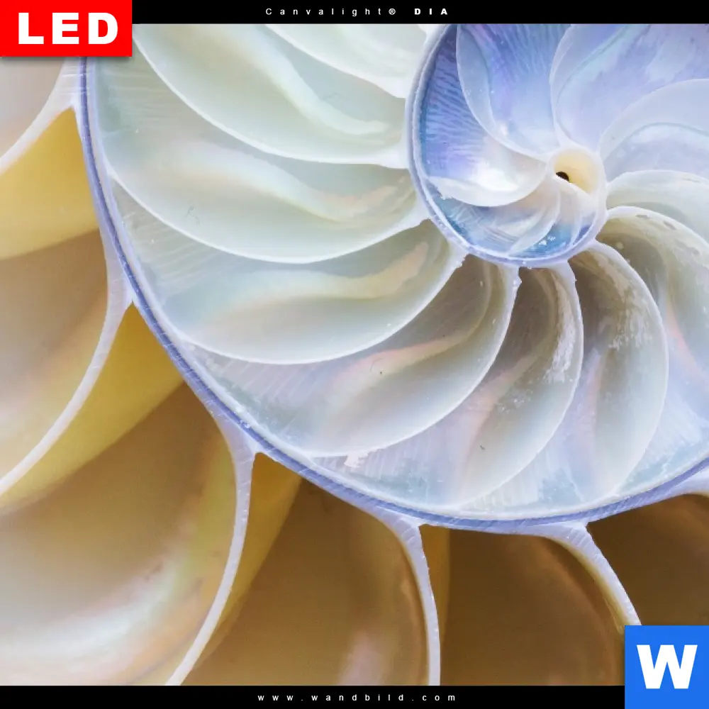 Wechselmotiv Acrylglas Canvalight® DIA | Muschel Fossil No. 2 | Hochformat - Image 4