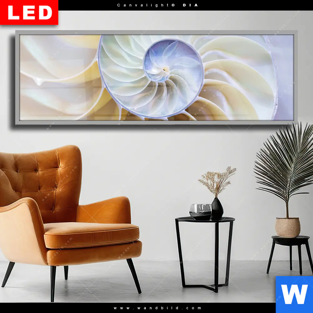 Wechselmotiv Acrylglas Canvalight® DIA | Muschel Fossil No. 2 | Panorama