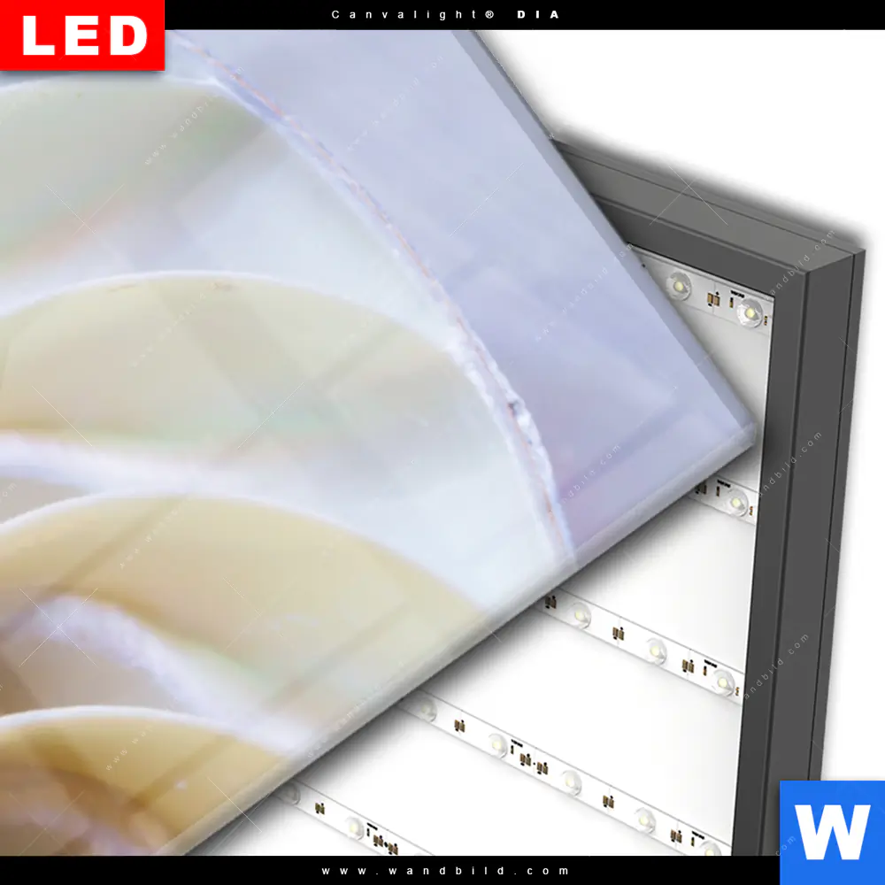 Wechselmotiv Acrylglas Canvalight® DIA | Muschel Fossil No. 2 | Panorama - Image 3