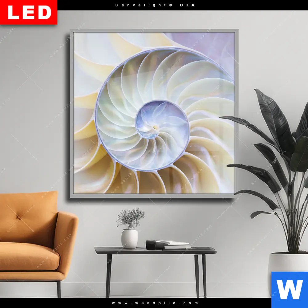 Wechselmotiv Acrylglas Canvalight® DIA | Muschel Fossil No. 2 | Quadrat