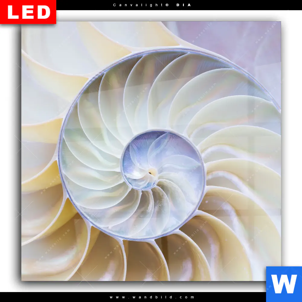 Wechselmotiv Acrylglas Canvalight® DIA | Muschel Fossil No. 2 | Quadrat - Image 2