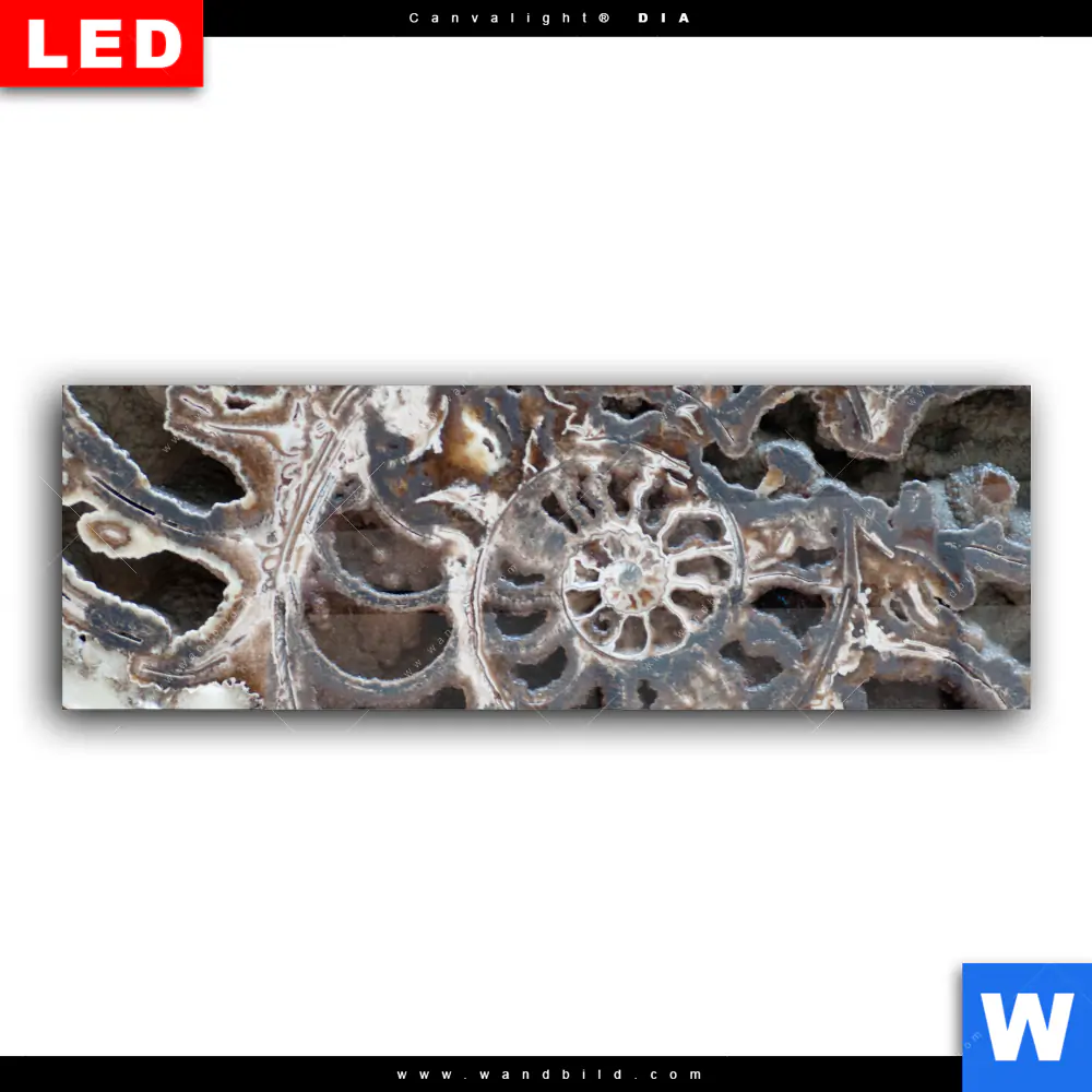 Wechselmotiv Acrylglas Canvalight® DIA | Muschel Fossil No. 3 | Panorama - Image 2
