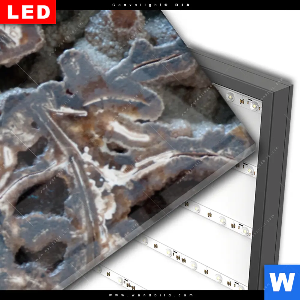 Wechselmotiv Acrylglas Canvalight® DIA | Muschel Fossil No. 3 | Panorama - Image 3