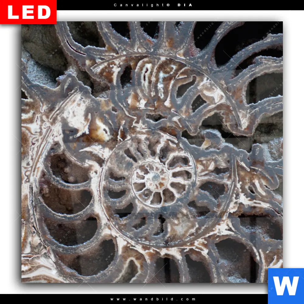 Wechselmotiv Acrylglas Canvalight® DIA | Muschel Fossil No. 3 | Quadrat - Image 2