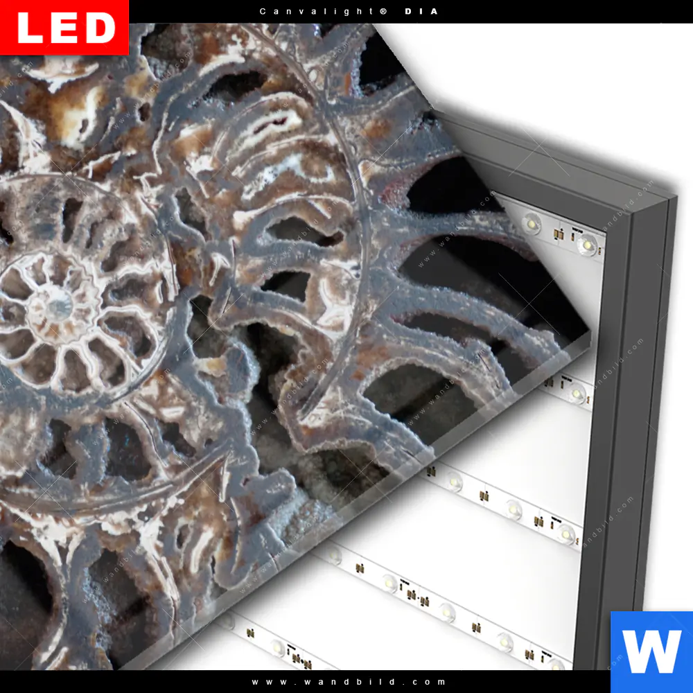 Wechselmotiv Acrylglas Canvalight® DIA | Muschel Fossil No. 3 | Quadrat - Image 3