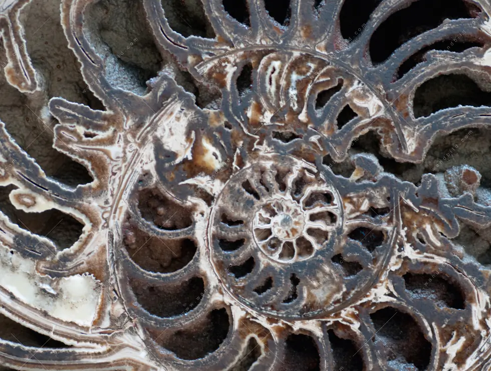 Wechselmotiv Acrylglas Canvalight® DIA | Muschel Fossil No. 3 | Quadrat - Image 5