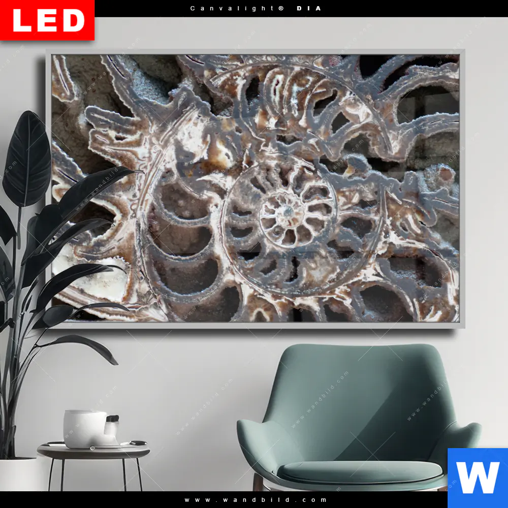 Wechselmotiv Acrylglas Canvalight® DIA | Muschel Fossil No. 3 | Querformat