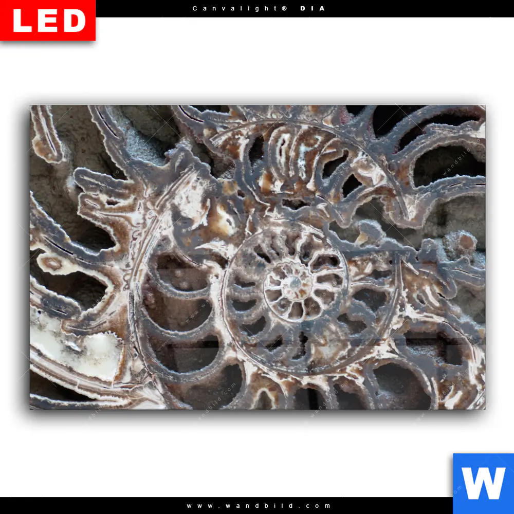 Wechselmotiv Acrylglas Canvalight® DIA | Muschel Fossil No. 3 | Querformat - Image 2