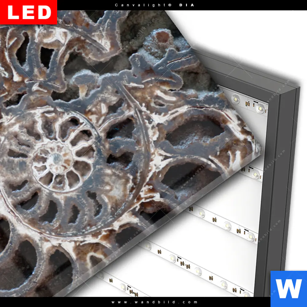 Wechselmotiv Acrylglas Canvalight® DIA | Muschel Fossil No. 3 | Querformat - Image 3