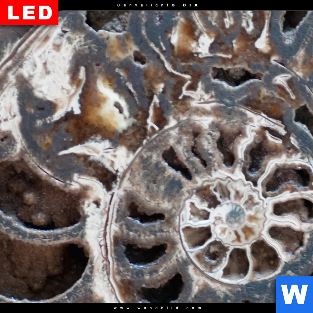 Wechselmotiv Acrylglas Canvalight® DIA | Muschel Fossil No. 3 | Querformat - Image 4