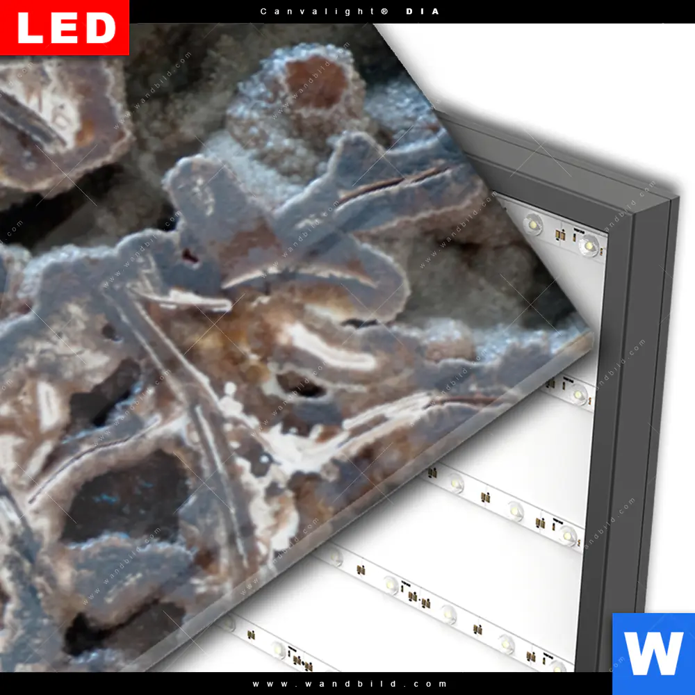 Wechselmotiv Acrylglas Canvalight® DIA | Muschel Fossil No. 3 | Schmal - Image 3