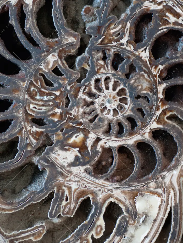 Wechselmotiv Acrylglas Canvalight® DIA | Muschel Fossil No. 3 | Schmal - Image 5
