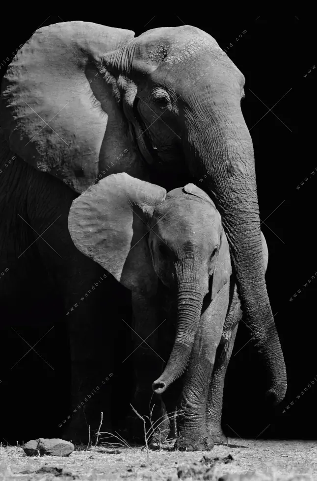 Wechselmotiv Acrylglas Canvalight® DIA | Mutter & Baby Elefant | Panorama - Image 5