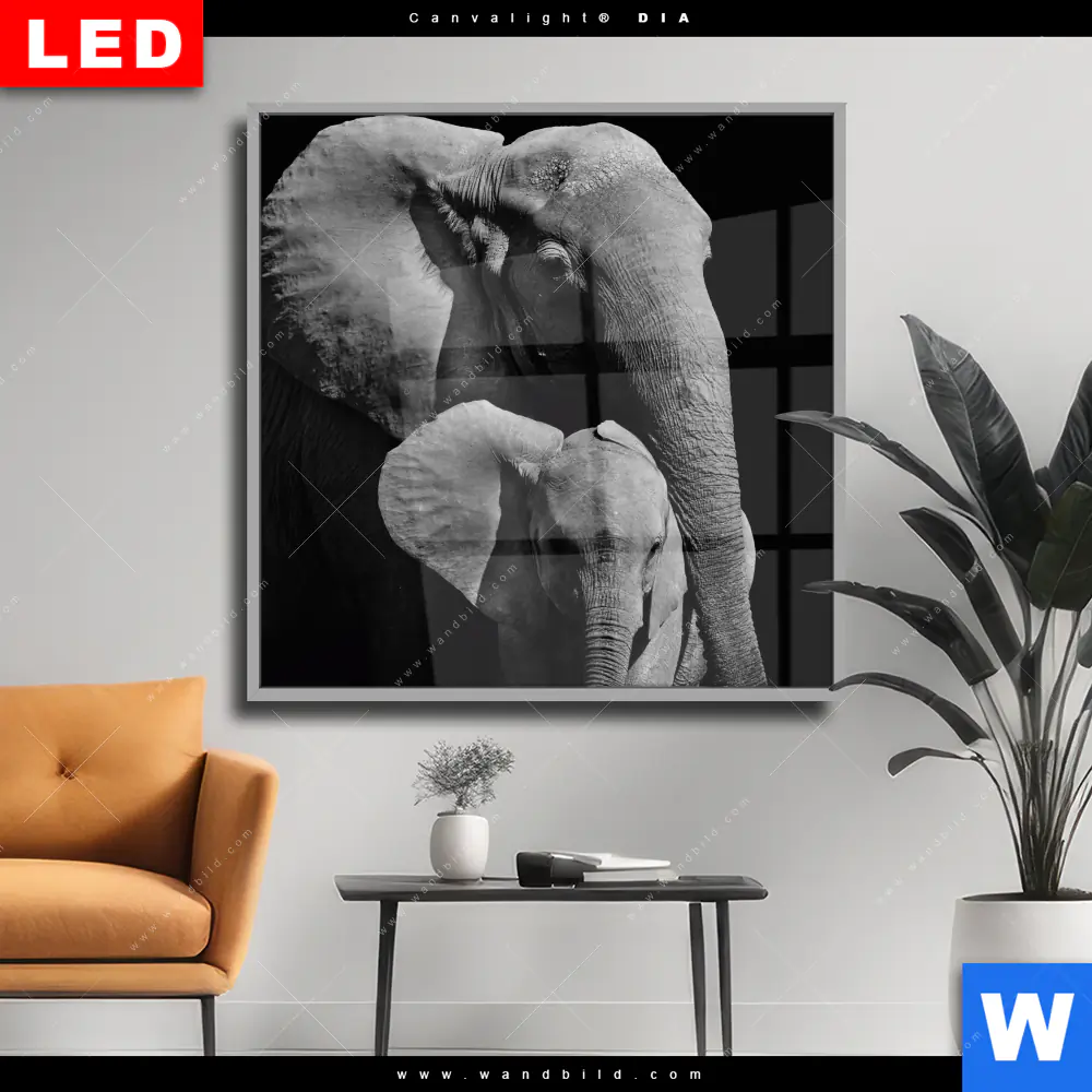 Wechselmotiv Acrylglas Canvalight® DIA | Mutter & Baby Elefant | Quadrat