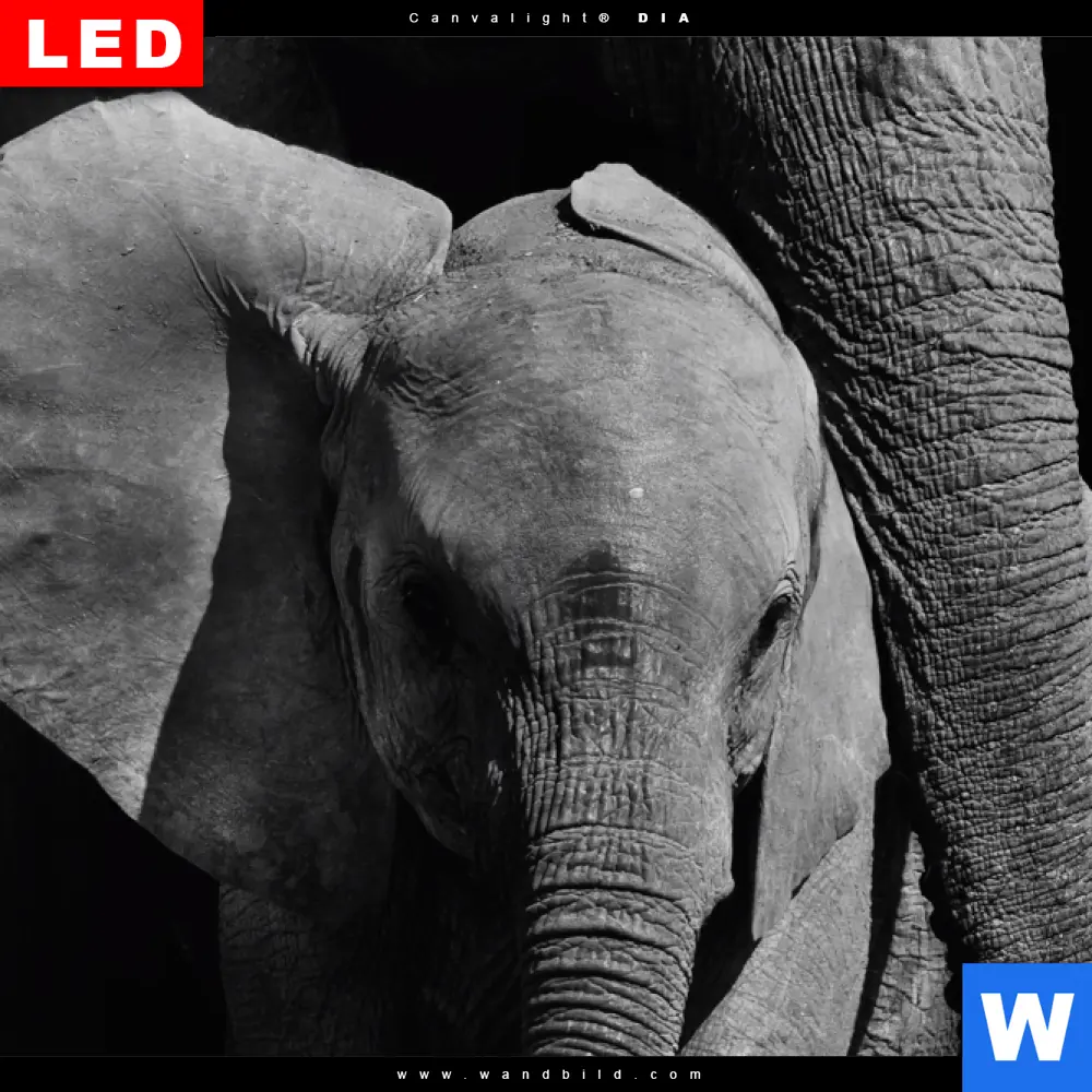 Wechselmotiv Acrylglas Canvalight® DIA | Mutter & Baby Elefant | Quadrat - Image 4
