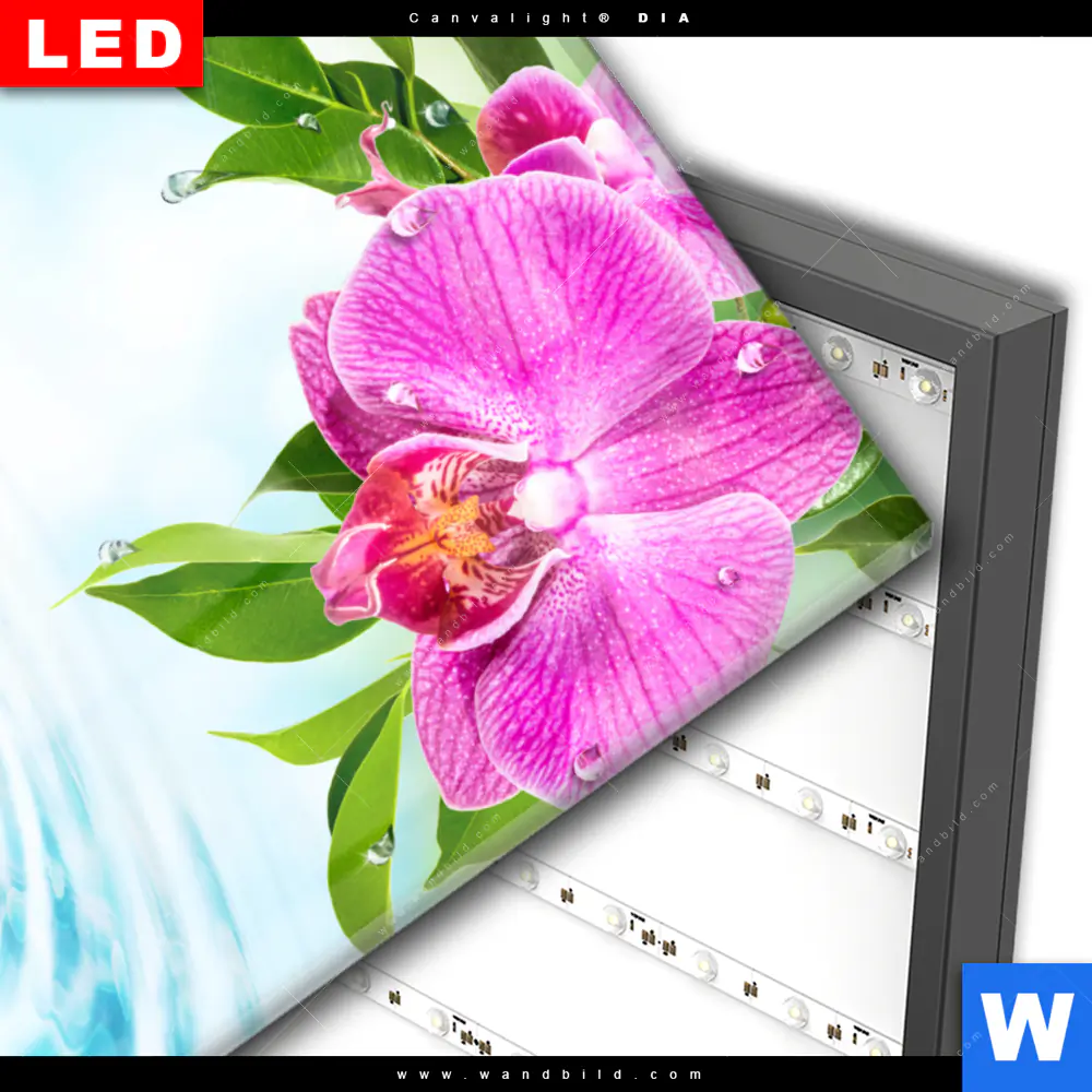 Wechselmotiv Acrylglas Canvalight® DIA | Orchidee & Wassertropfen | Hochformat - Image 3