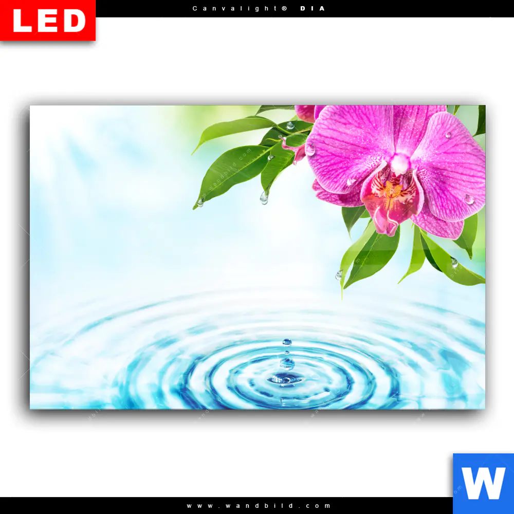 Wechselmotiv Acrylglas Canvalight® DIA | Orchidee & Wassertropfen | Querformat - Image 2