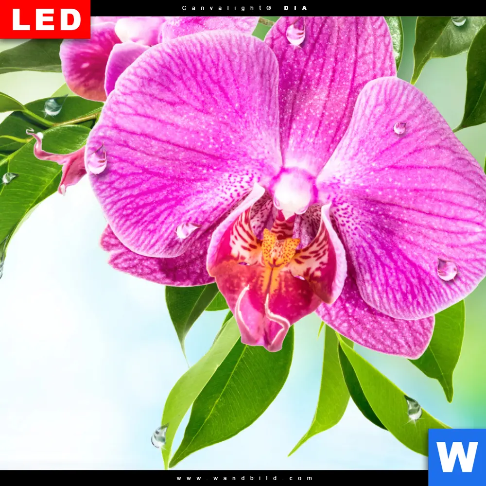 Wechselmotiv Acrylglas Canvalight® DIA | Orchidee & Wassertropfen | Querformat - Image 4