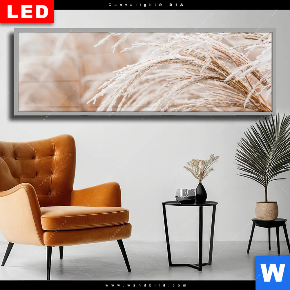 Wechselmotiv Acrylglas Canvalight® DIA | Pampasgras | Panorama