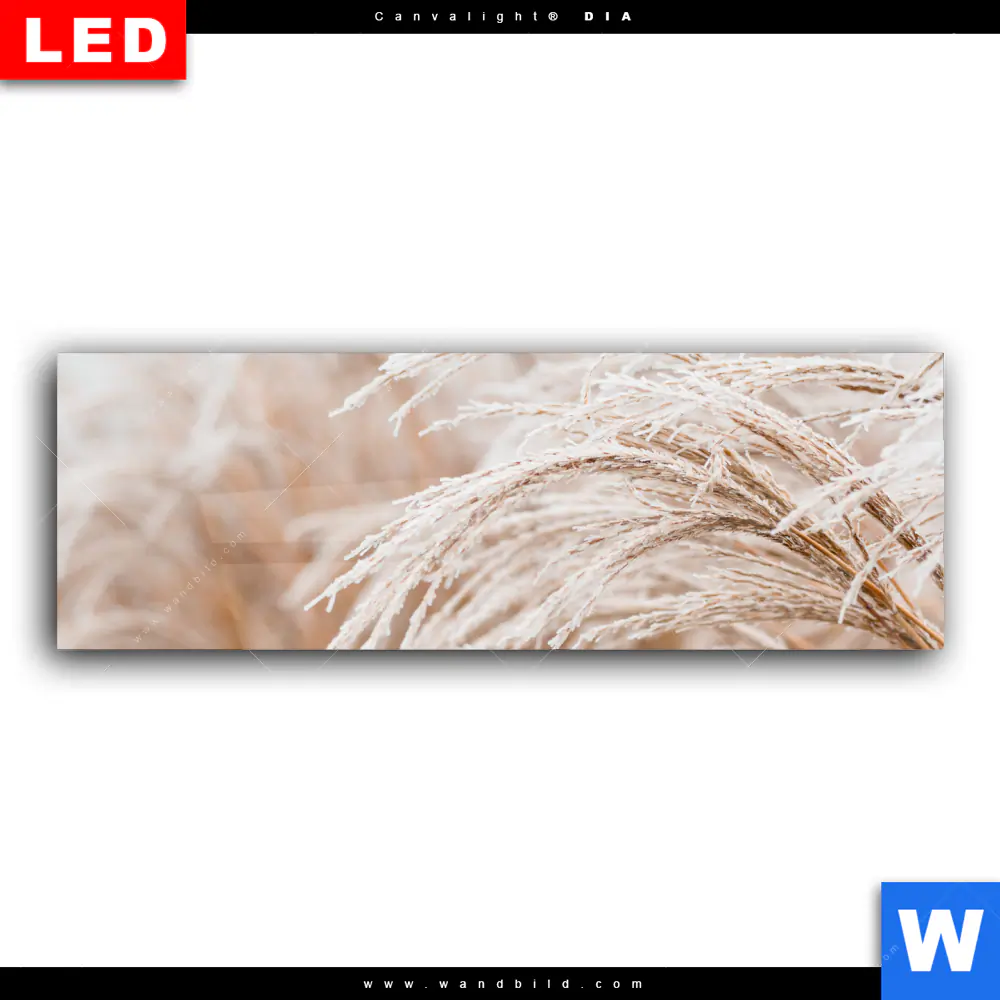 Wechselmotiv Acrylglas Canvalight® DIA | Pampasgras | Panorama - Image 2