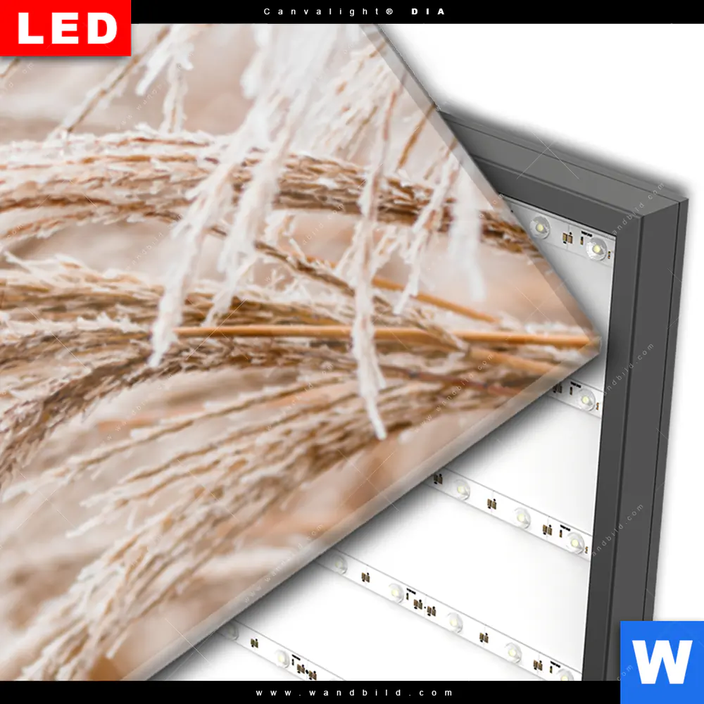 Wechselmotiv Acrylglas Canvalight® DIA | Pampasgras | Panorama - Image 3