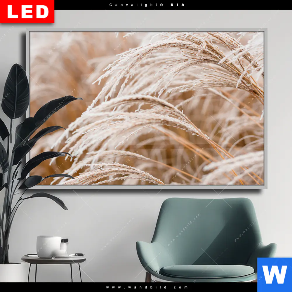 Wechselmotiv Acrylglas Canvalight® DIA | Pampasgras | Querformat