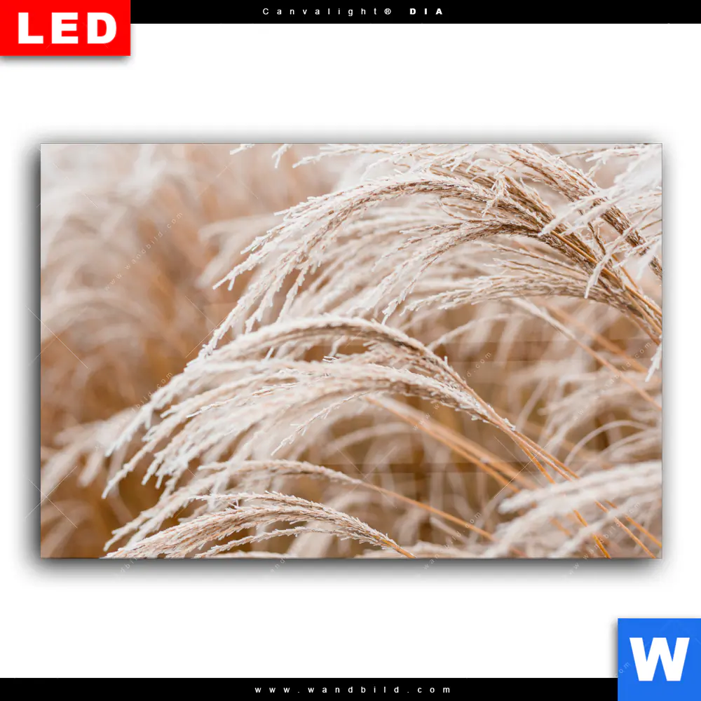Wechselmotiv Acrylglas Canvalight® DIA | Pampasgras | Querformat - Image 2