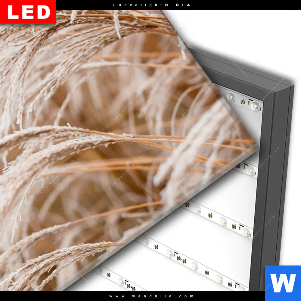 Wechselmotiv Acrylglas Canvalight® DIA | Pampasgras | Querformat - Image 3