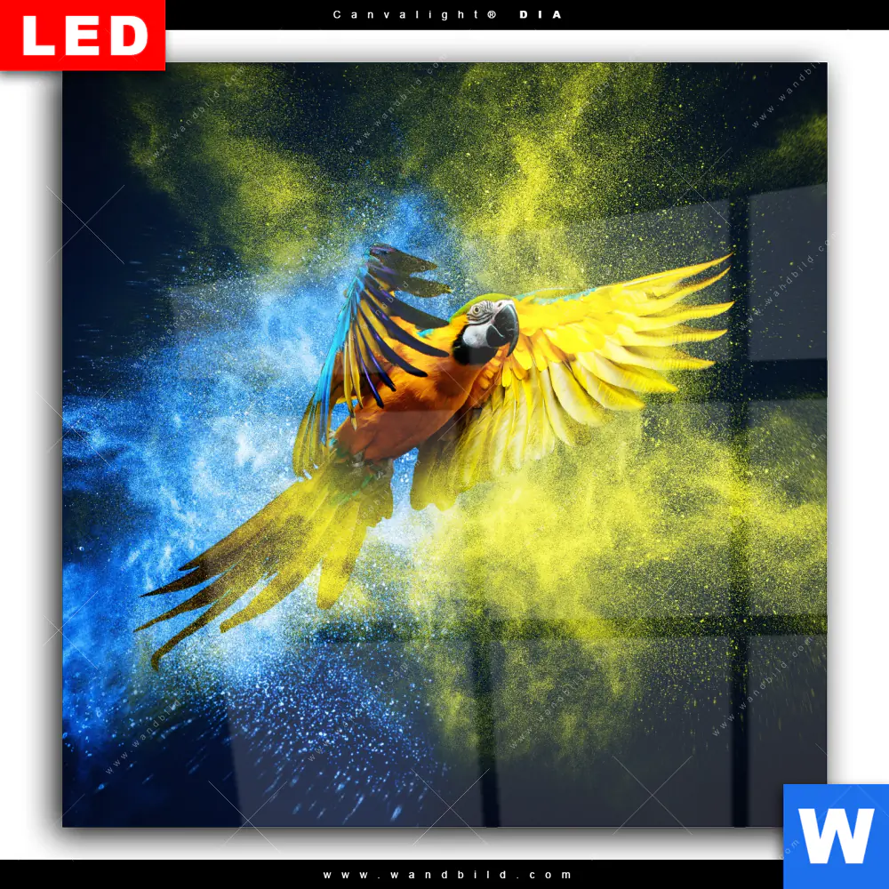 Wechselmotiv Acrylglas Canvalight® DIA | Papagei - Farbexplosion | Quadrat - Image 2