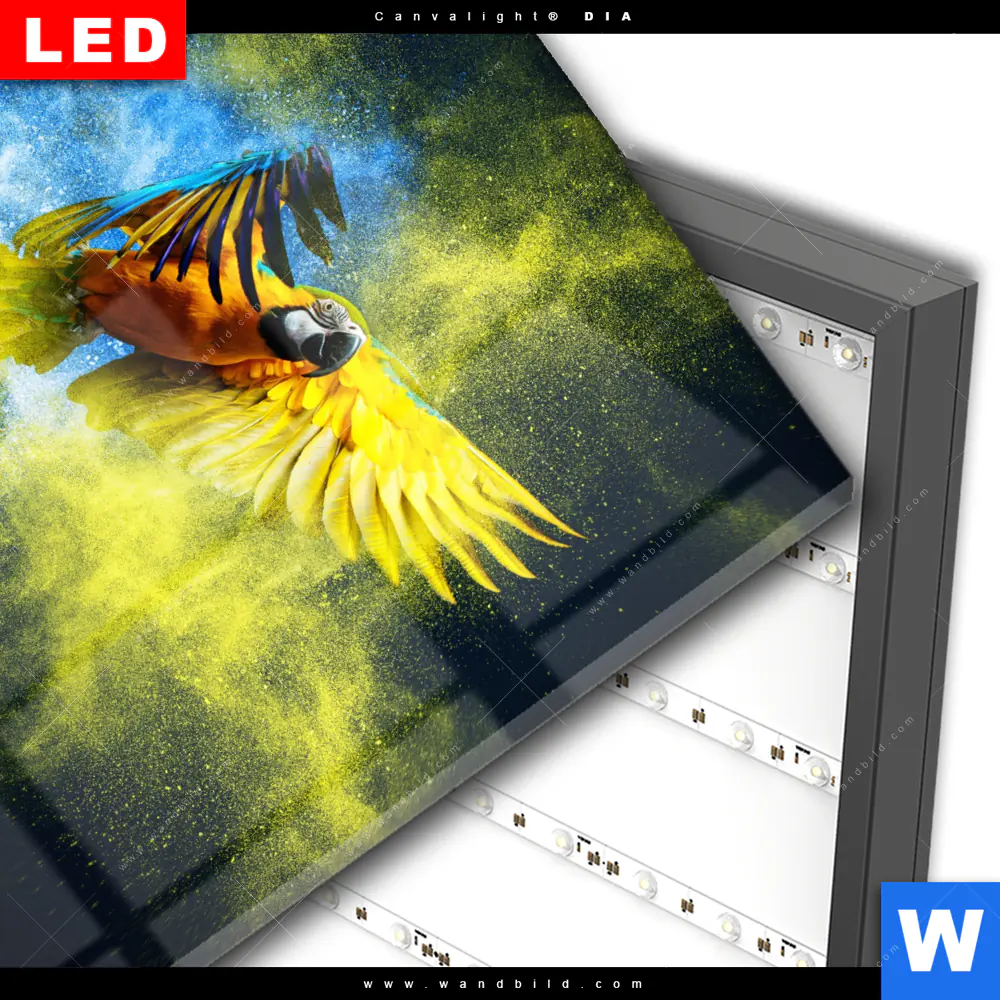 Wechselmotiv Acrylglas Canvalight® DIA | Papagei - Farbexplosion | Quadrat - Image 3