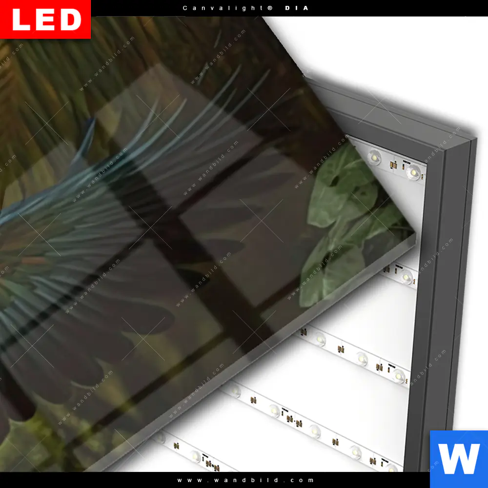 Wechselmotiv Acrylglas Canvalight® DIA | Papagei im Flug | Panorama - Image 3