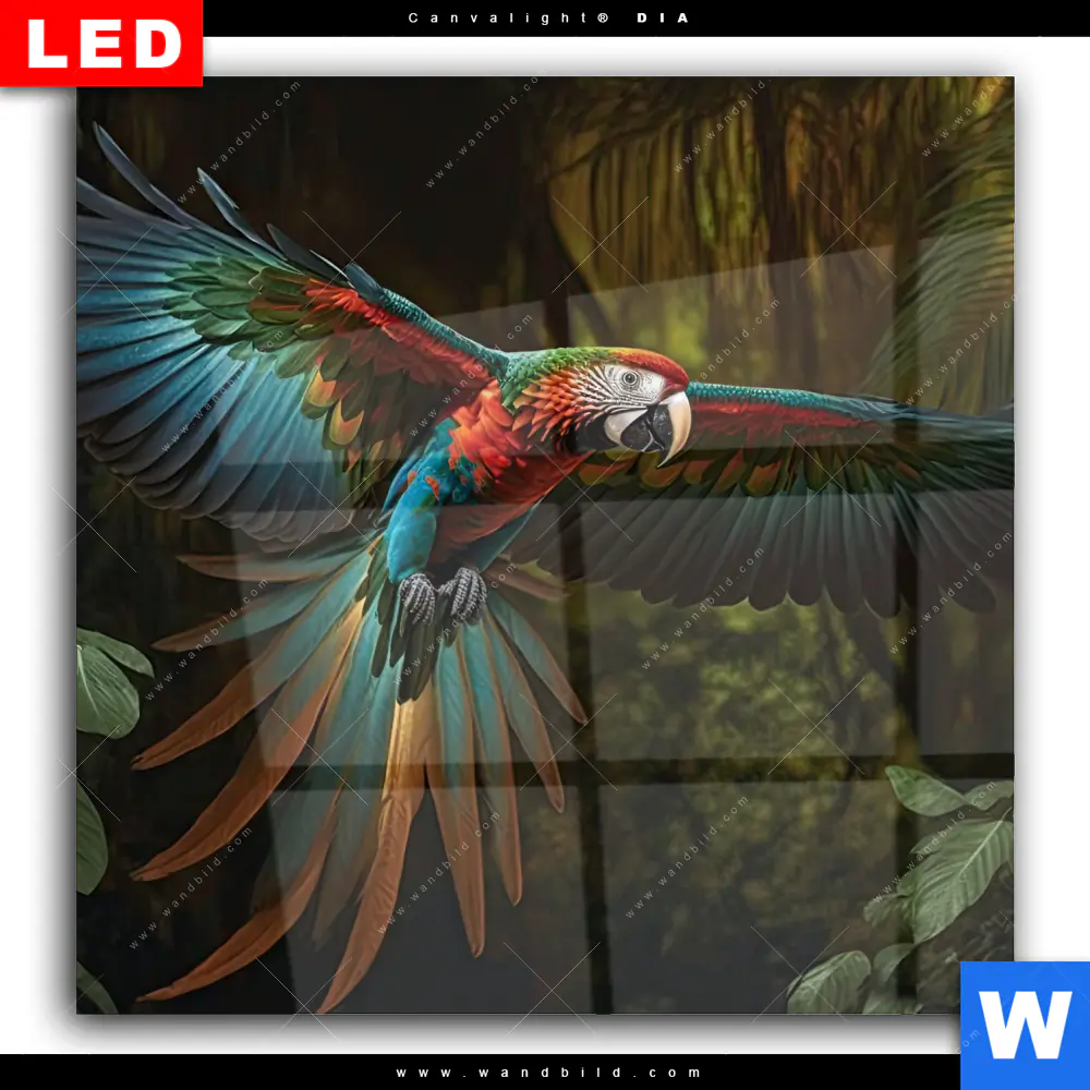 Wechselmotiv Acrylglas Canvalight® DIA | Papagei im Flug | Quadrat - Image 2