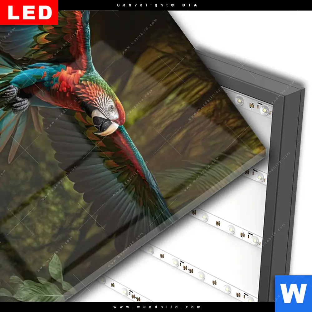 Wechselmotiv Acrylglas Canvalight® DIA | Papagei im Flug | Quadrat - Image 3