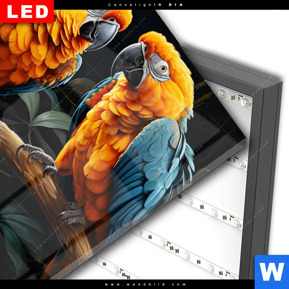 Wechselmotiv Acrylglas Canvalight® DIA | Papageien auf einem Ast | Quadrat - Image 3
