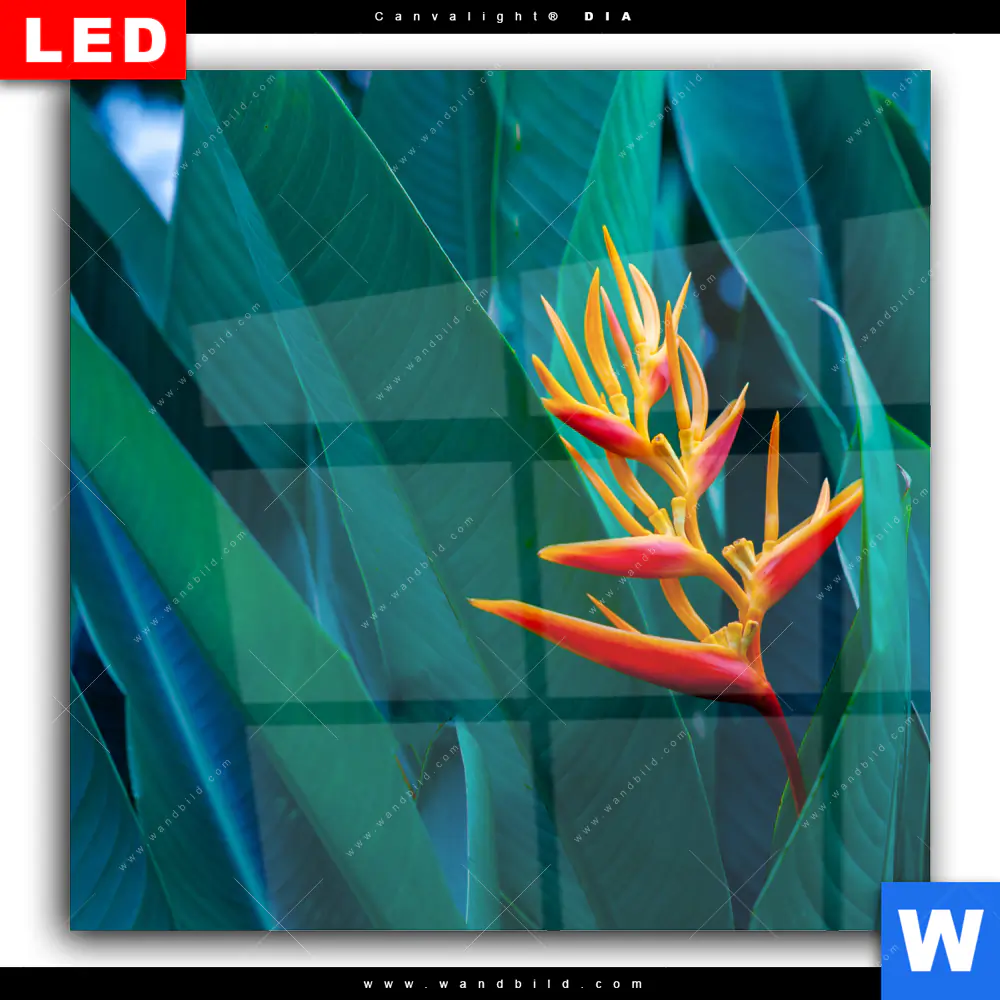 Wechselmotiv Acrylglas Canvalight® DIA | Paradiesvogelblume | Quadrat - Image 2
