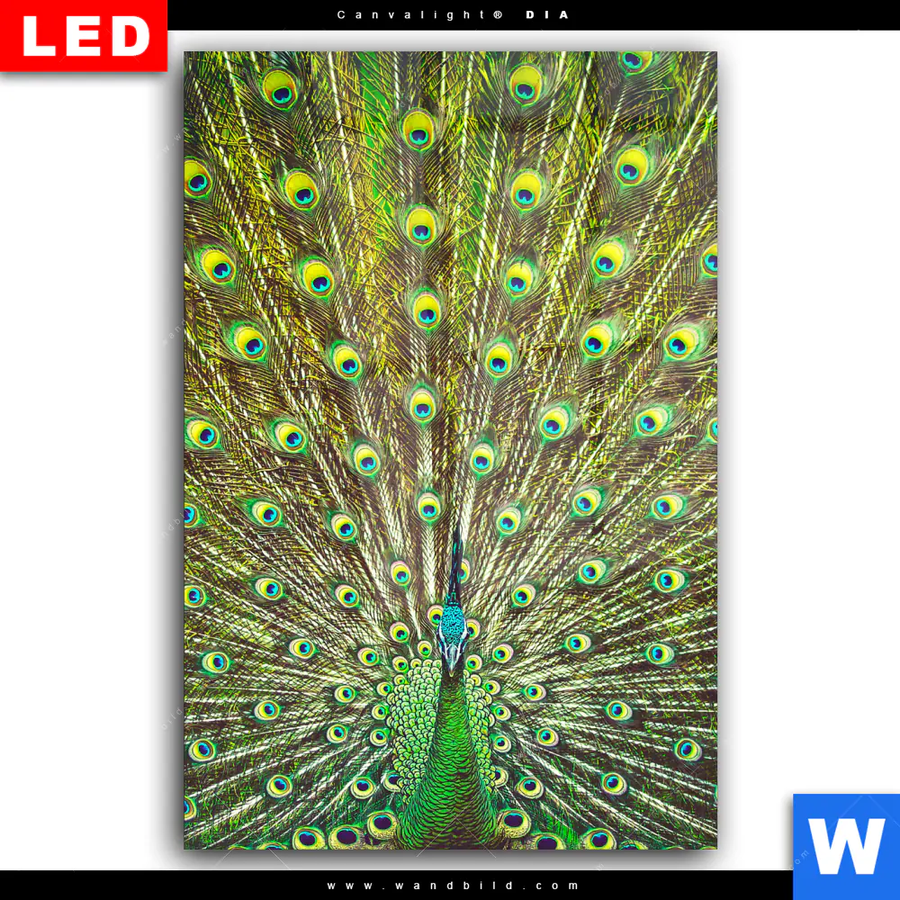 Wechselmotiv Acrylglas Canvalight® DIA | Pfauenschwanz | Hochformat - Image 2